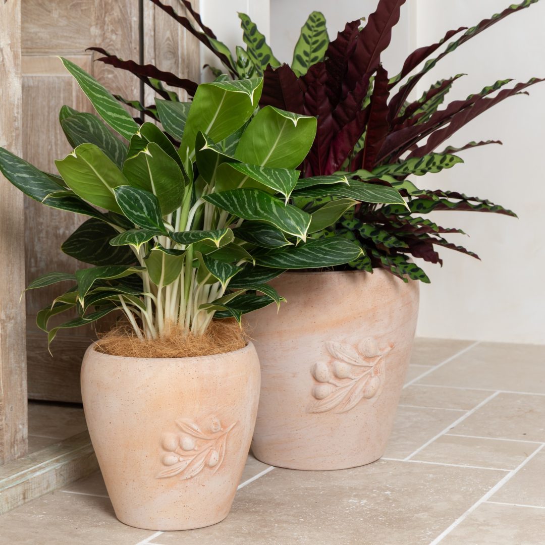 Tera Siena Olive Pot